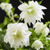 Lenzrose 'Double Ellen White' - Immergrüne weiße Blüte, 2 Pflanzen Bild 5