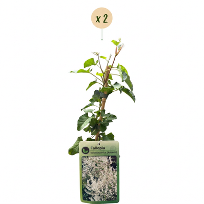2x Bergwaldrebe Marjorie, Kletterpflanze, rosa Blüten, Ø9cm