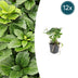12x Pachysandra terminalis - ↕10-25cm - Ø9cm Bild 1