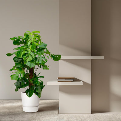 Monstera Deliciosa XXL (150cm) - Tropische Schönheit für Ihr Zuhause
