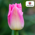 Tulpenbollen Dynasty – 20 Stuks | KH Bloembollen® | Roze Tulp – Elegant & Vol – Voor Tuin of Pot – Maat 11/12 – Vers van de Teler Bild 3