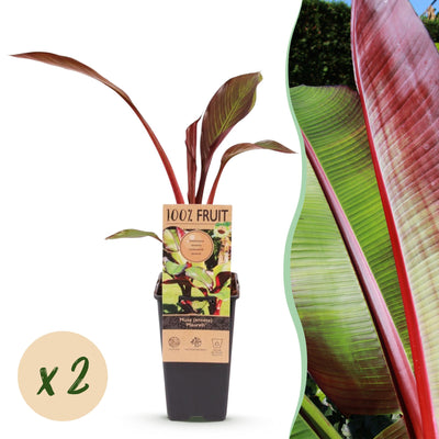 Green boutiQ - Fruit plant - Musa ensete Maurelli - Banana tree - Hardy - Red-Green - 2 Plants - Pot 15cm - Height 50cm