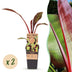 Green boutiQ - Fruit plant - Musa ensete Maurelli - Banana tree - Hardy - Red-Green - 2 Plants - Pot 15cm - Height 50cm Bild 1