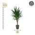 Verzweigte Elefantenpalme (Yucca Elephantipes) - 150 cm Bild 2