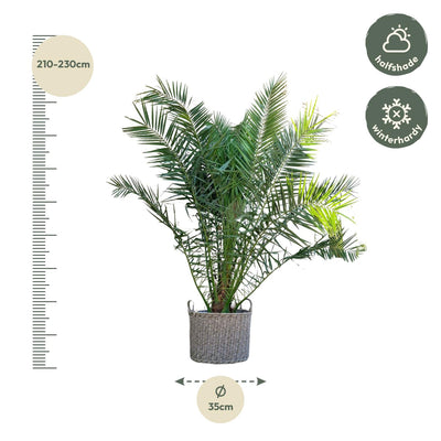 Kanarische Dattelpalme Phoenix Canariensis 300cm, Stammbreite 50cm