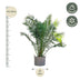 Kanarische Dattelpalme Phoenix Canariensis 300cm, Stammbreite 50cm Bild 2
