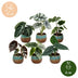 6x Baby Alocasia Set: Rot, Grün, Schwarz, Silber, Grau - Ø6cm Bild 3