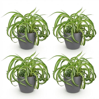 Green BoutiQ Chlorophytum comosum Bonnie - Lockige Graslilie