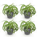 Green BoutiQ Chlorophytum comosum Bonnie - Lockige Graslilie Bild 2