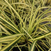 24x Carex oshim. 'Evergold' Ziergras - 10-25cm - Ø9cm Topf Bild 6