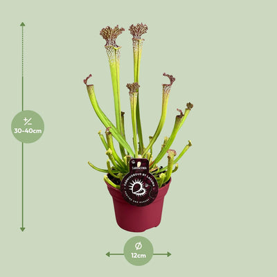 Sarracenia Farnhamii fleischfressende Pflanze, 40cm hoch, im 12cm Topf