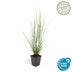 6x Federgras 'Hameln' - 10-25cm - Ø9cm Bild 2