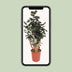Polyscias Fabian (Fingerspeiche) - 130cm - Ø27cm Topf Bild 5