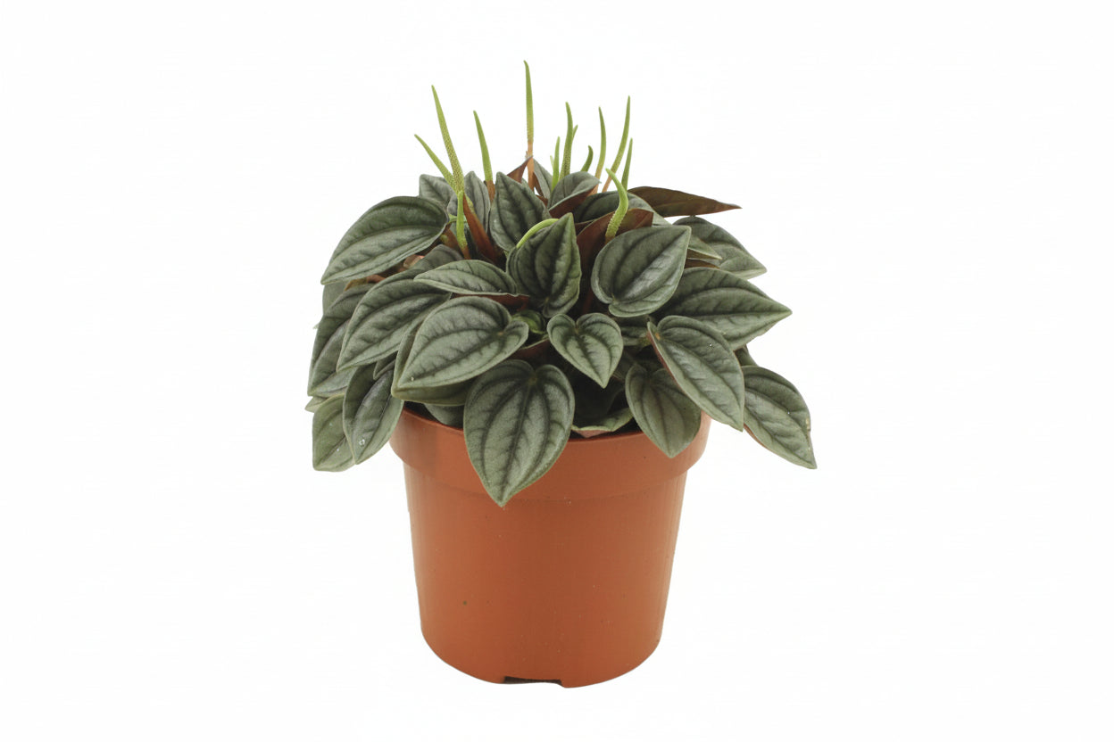Dracaena surculosa