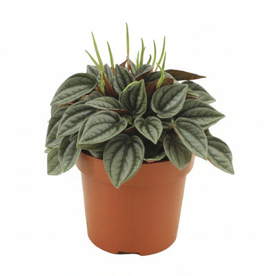 Peperomia Napoli Nights Zimmerpflanze im 10,5cm Topf
