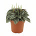 Peperomia Napoli Nights Zimmerpflanze im 10,5cm Topf Bild 1