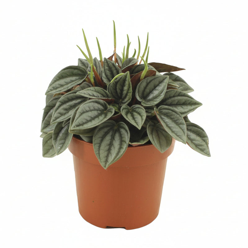 Peperomia Napoli Nights Zimmerpflanze im 10,5cm Topf