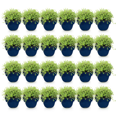 Green boutiQ - Stauden - Thymus praecox Albiflorus - Weiße Kriech-Thymian - Duftend - Weiß - 24 Pflanzen - Topf 11cm - Höhe 15-25cm