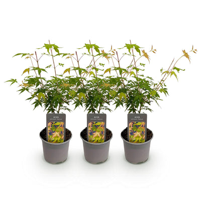 Acer palmatum Katsura: 3x Orange Zwerg-Ahorn, pflegeleicht, 35cm