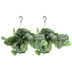 Scindapsus Pictus Trebie: 2 Pflanzen Ø15cm, ↕25cm Bild 1