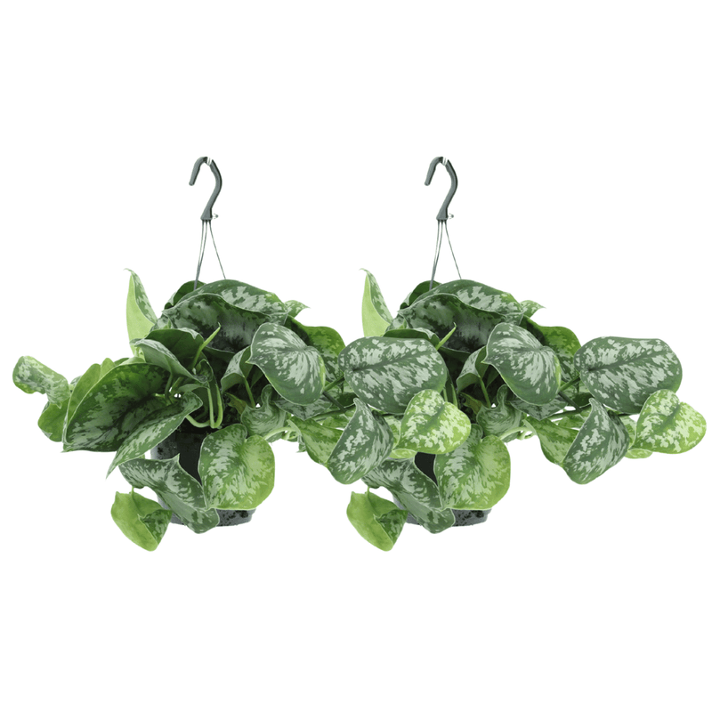 Scindapsus Pictus Trebie: 2 Pflanzen Ø15cm, ↕25cm