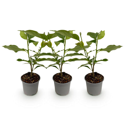 GreenboutiQ Magnolia Ricki, 3 Pflanzen, rote Blüte, robust