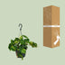Philodendron Scandens Brasil - 15cm pot, 35cm tall Bild 4