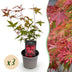 Acer palmatum Beni-maiko: 3x Japan-Ahorn, rot, pflegeleicht, 35cm Bild 1