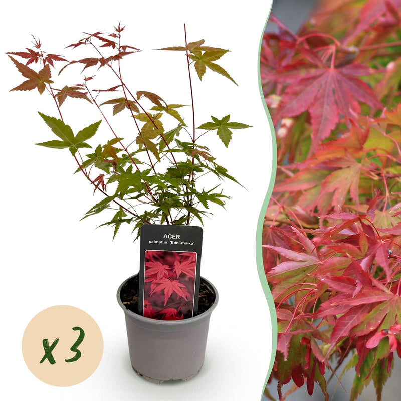 Acer palmatum Beni-maiko: 3x Japan-Ahorn, rot, pflegeleicht, 35cm