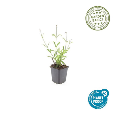 6x Verbena bon. 'Lollipop' - 10-25cm - Ø9cm