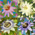 GreenboutiQ Passionsblume Rainbow: 4 bunte Pflanzen, pflegeleicht Bild 4