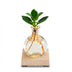Glowplant - Clusia in einer Vase mit einer Lampe Bild 1