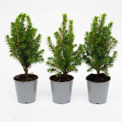 3x Mini-Weihnachtsbaum - ↑15-20 cm - Ø 6 cm Picea Glauca Perfecta