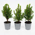 3x Mini-Weihnachtsbaum - ↑15-20 cm - Ø 6 cm Picea Glauca Perfecta Bild 2