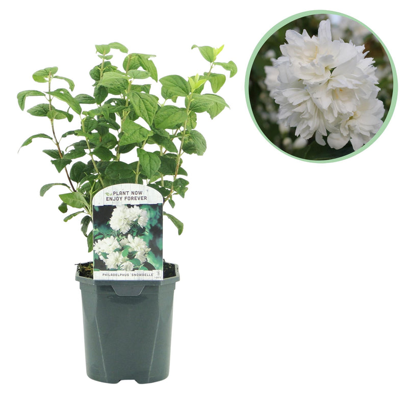 GreenboutiQ Mock Orange 'Snowbelle' - Fragrant white flowers, easy to care for