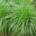 GreenboutiQ Ziergras Carex oshimensis Intense Green, 50cm, Topf 17cm Bild 6