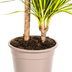 Dracaena Marginata Sunray Ø19cm - Tropisches Flair für Ihr Zuhause Bild 6