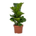 Ficus Lyrata (Geigenfeige) - Ø12cm Topf, ca. 30cm hoch Bild 1