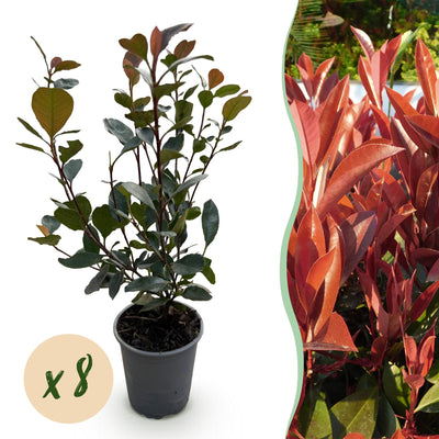 Photinia Little Red Robin Heckenpflanzen - 8 Stk. - Immergrün
