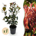 Photinia Little Red Robin Heckenpflanzen - 8 Stk. - Immergrün Bild 1
