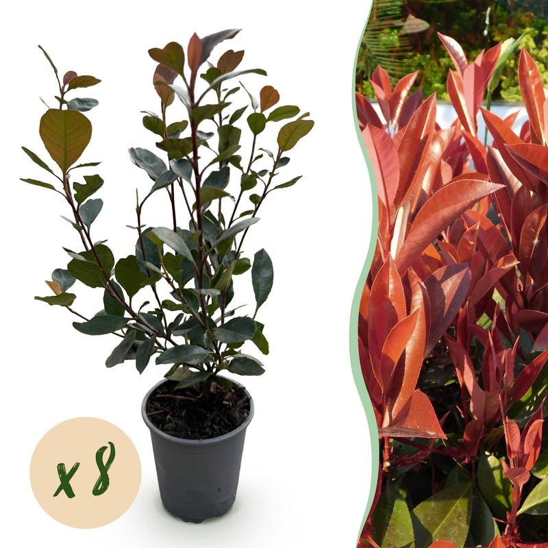 Photinia Little Red Robin Heckenpflanzen - 8 Stk. - Immergrün