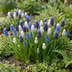 100x Muscari Magic Mix Traubenhyazinthen Zwiebeln - Frühlingstraum Bild 2