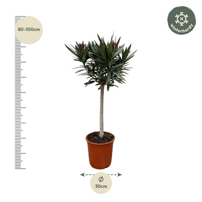 Oleander auf Stamm (90 cm, weiß) – Duftender Blickfang für sonnige Standorte