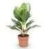 Aglaonema Silver Bay: pflegeleichte Silberblatt Pflanze im 17cm Topf Bild 2
