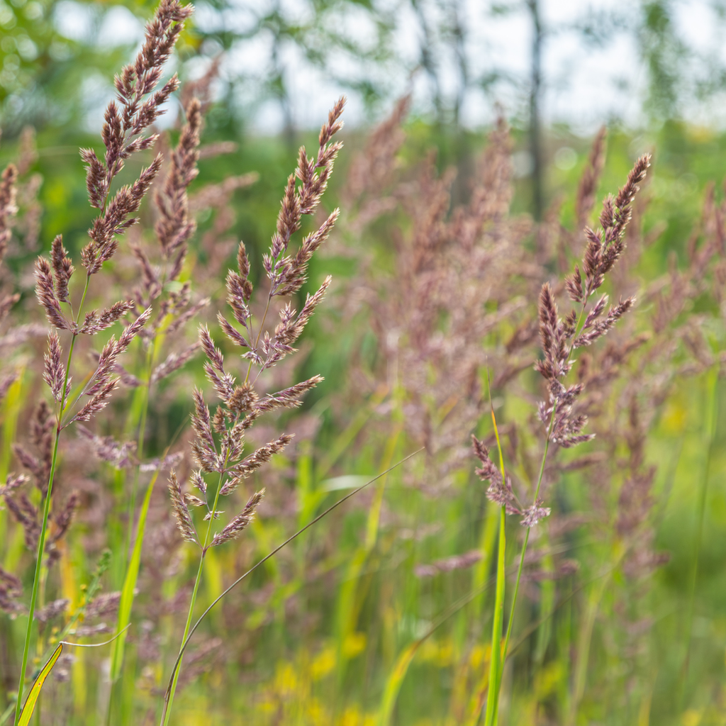 48x Calamagrostis brachytricha - ↕10-25cm - Ø9cm
