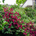 3x Clematis 'Rouge Cardinal' – P9 Topf – Rot blühende Kletterpflanze Bild 3
