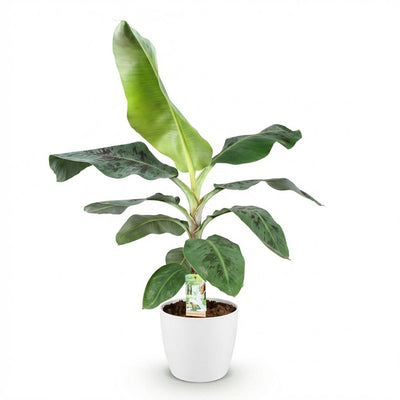 Bananenpflanze Musa acuminata Dwarf Cavendish - Pflegeleicht & Tropisch