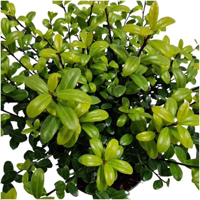 Ilex crenata 'Jenny' Heckenpflanzen (6er Set) - 1 Meter