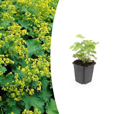 24x Frauenmantel (Alchemilla mollis) - 10-25cm Höhe, 9cm Topf