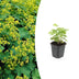 24x Frauenmantel (Alchemilla mollis) - 10-25cm Höhe, 9cm Topf Bild 1